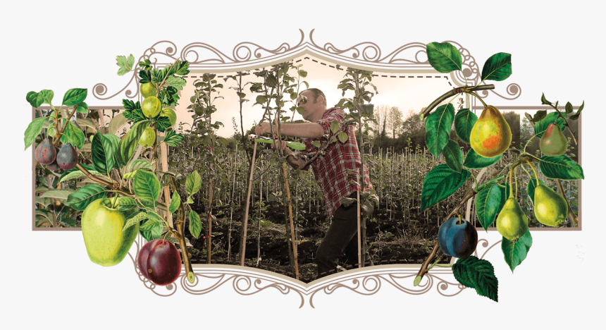 Danny Pruning At The Heritage Fruit Tree Nursery - Citron, HD Png Download