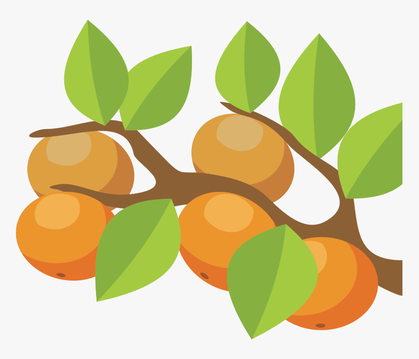 Vector Orange Tree Png, Transparent Png