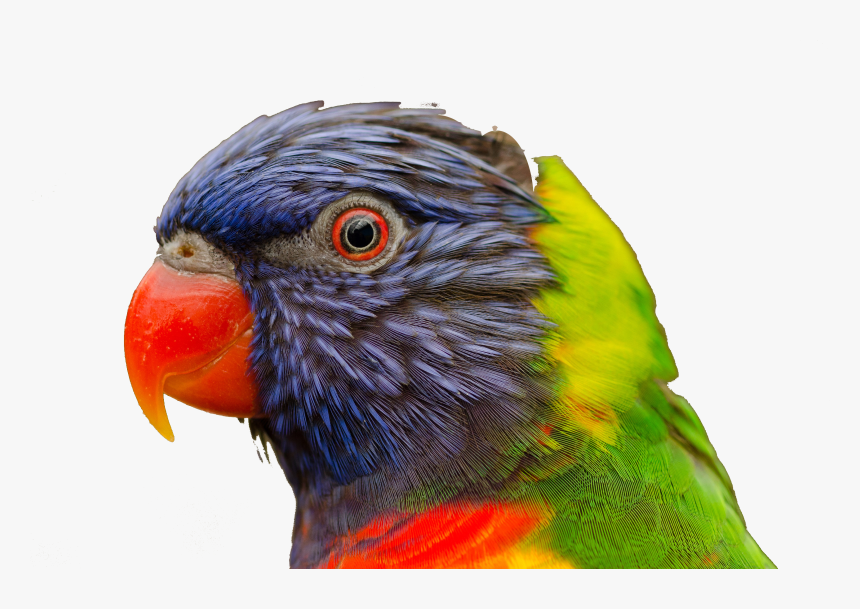Parrot Head, HD Png Download
