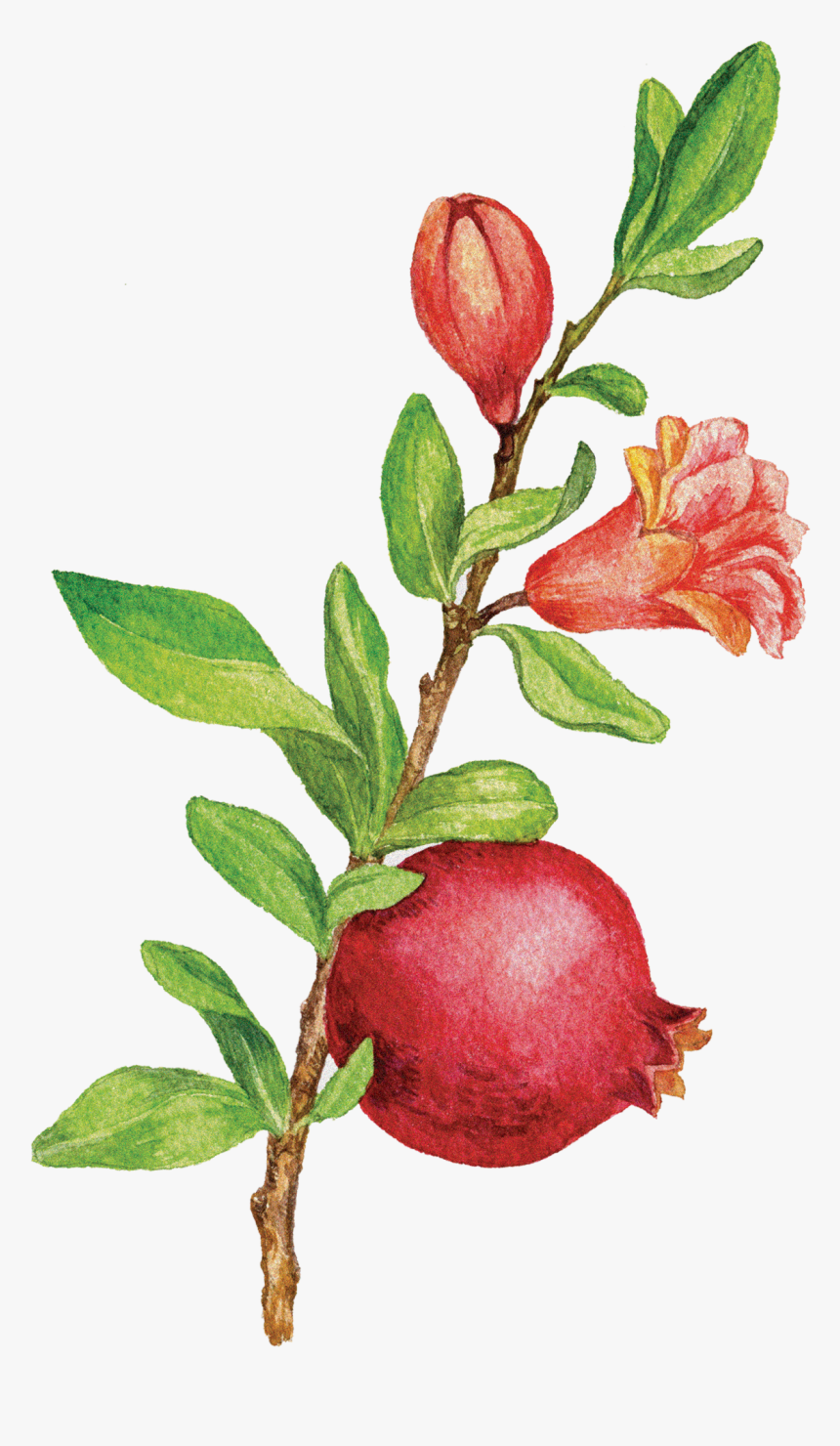 Pomegranate Tree Png - Buffaloberries, Transparent Png