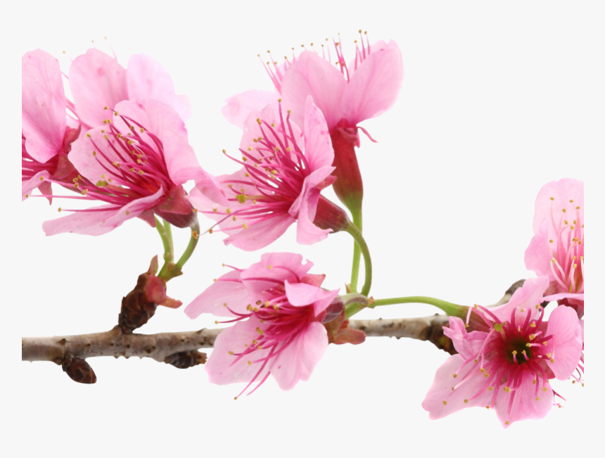 Cherry Blossom Extract Bio-cellulose Mask - Sakura Flower, HD Png Download