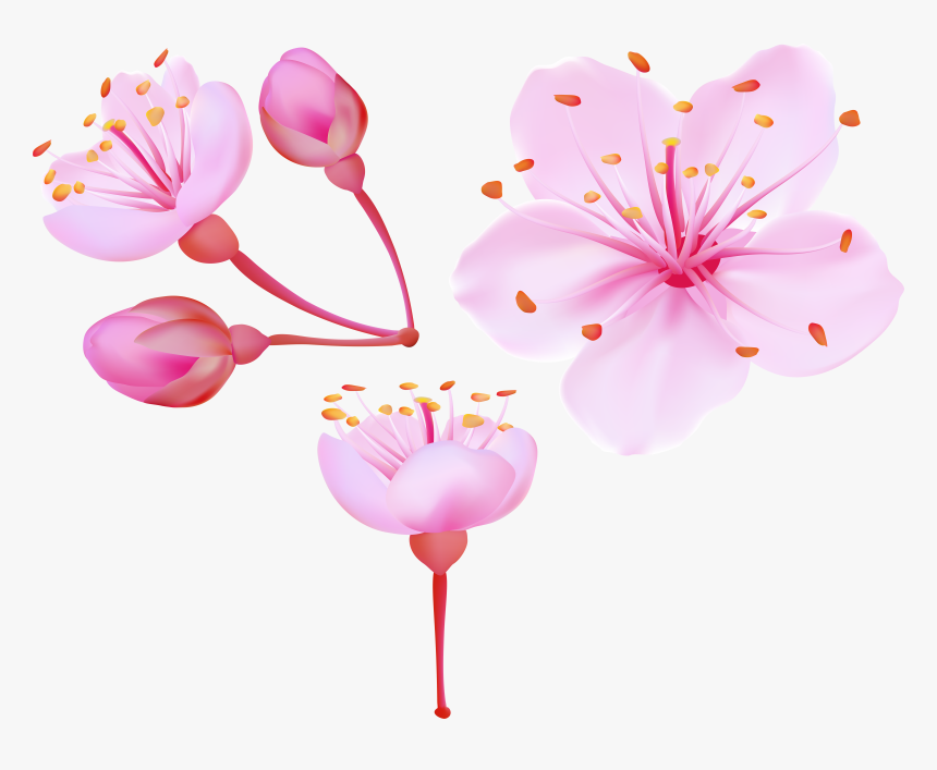 Sakura Flower Png, Transparent Png