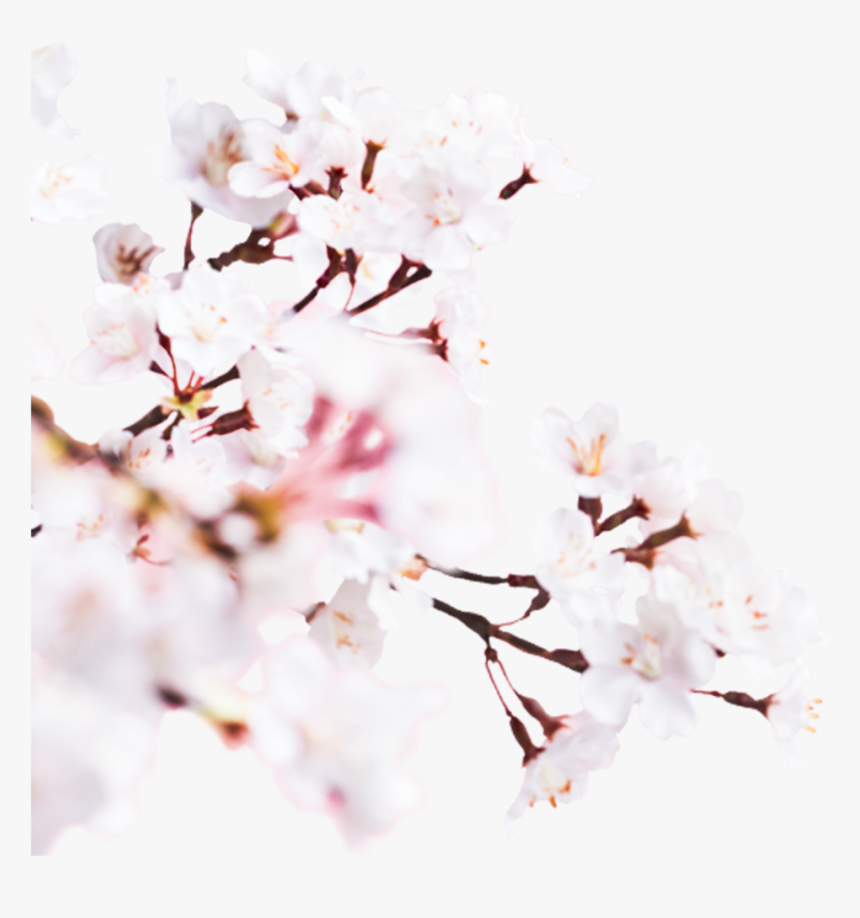 Image - Cherry Blossom, HD Png Download