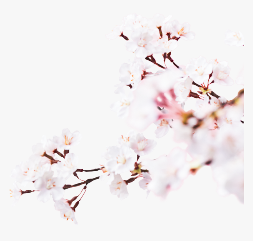 Image - Cherry Blossom, HD Png Download