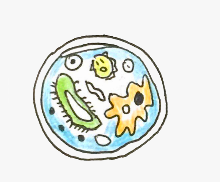 Circle, HD Png Download