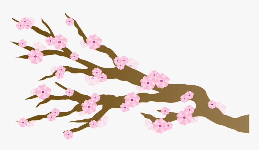 Transparent Sakura Clipart - Cherry Blossom, HD Png Download