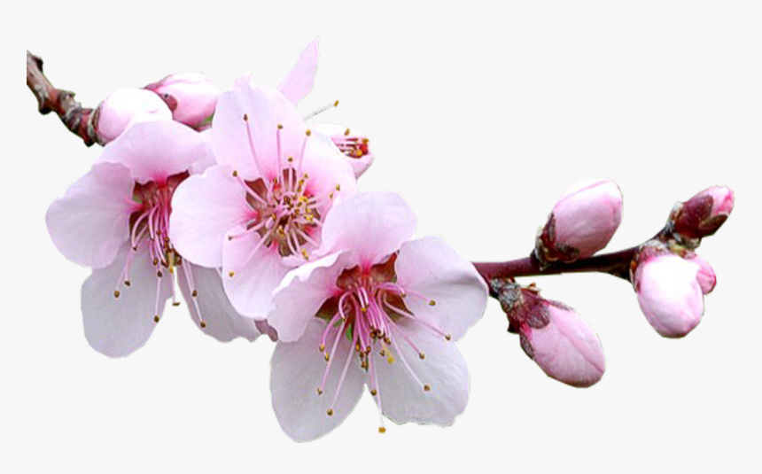 Sakura Png, Transparent Png