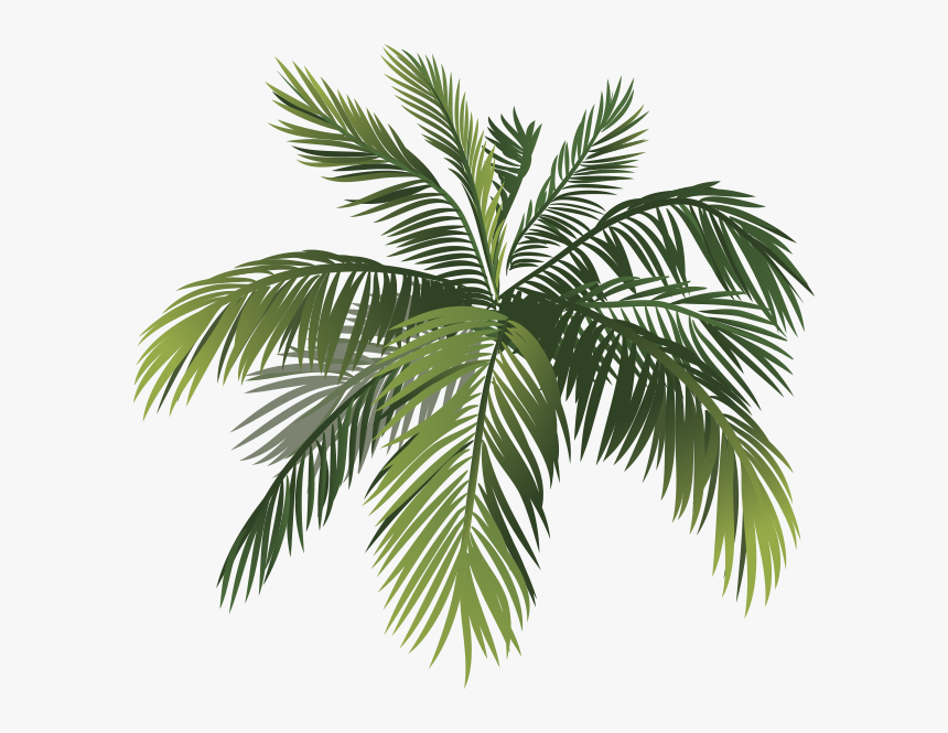 Transparent Maraca Png - Attalea Speciosa, Png Download