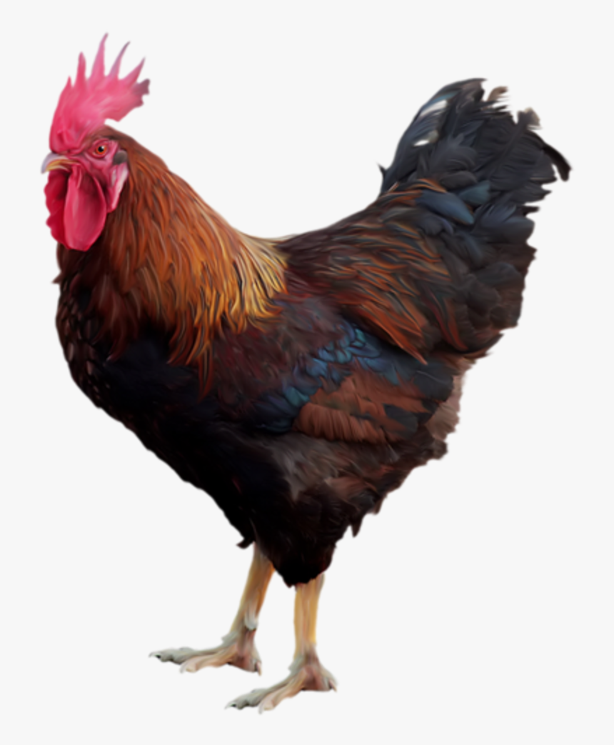 Hen Clipart Free Range Chicken - Cock Png, Transparent Png