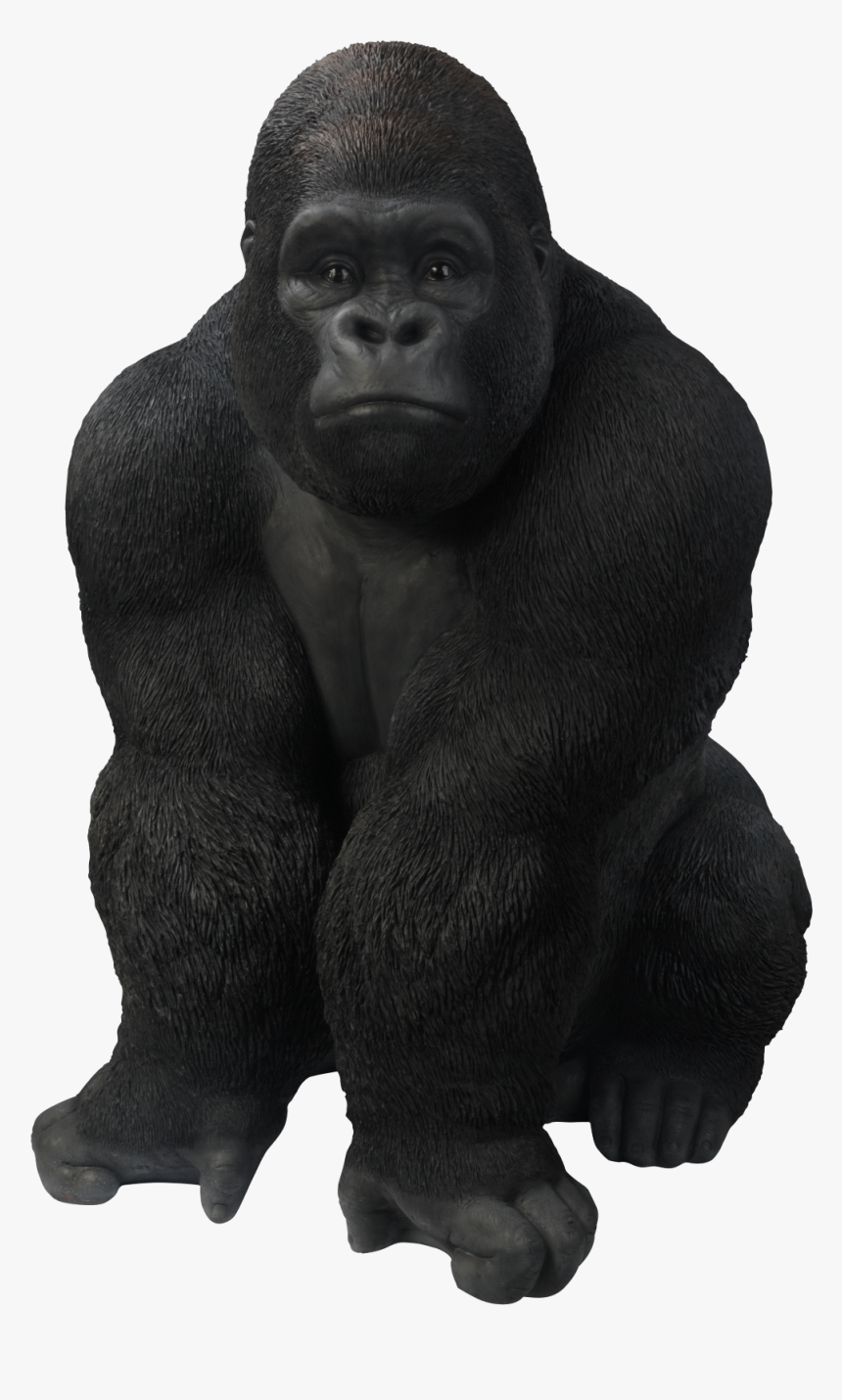 Gorilla Images Transparent, HD Png Download