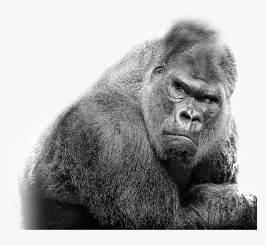 Gorilla Png, Transparent Png
