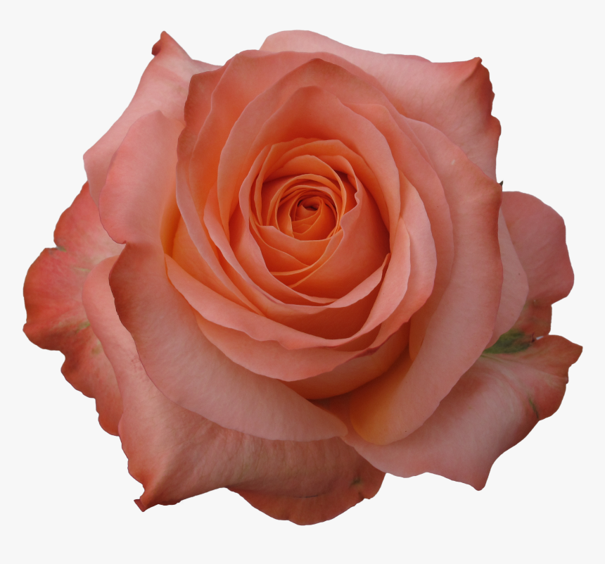 Black And White Stock Coral Flower Png For Free Download - Portable Network Graphics, Transparent Png