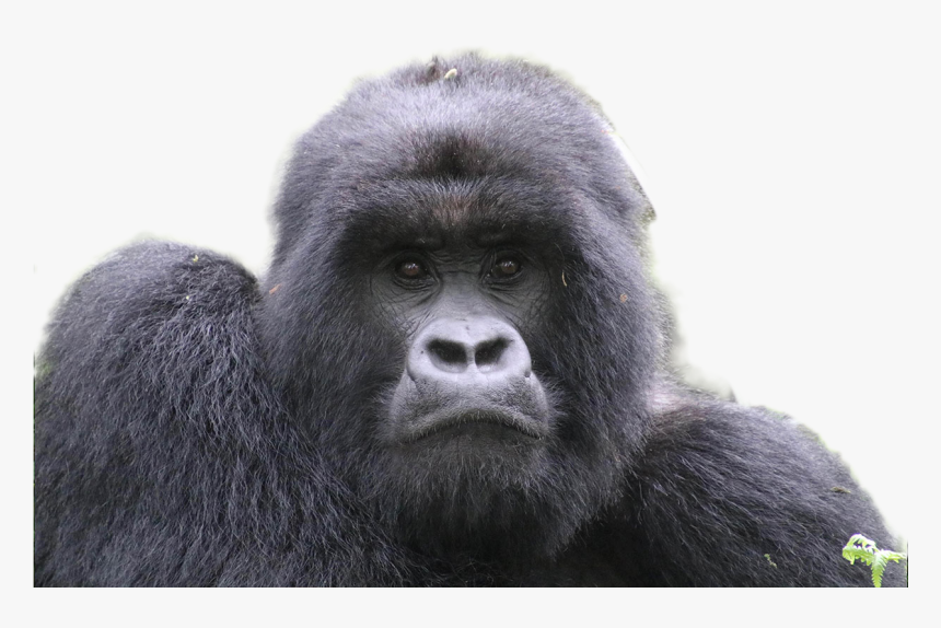 Gorilla Png Image - Portable Network Graphics, Transparent Png