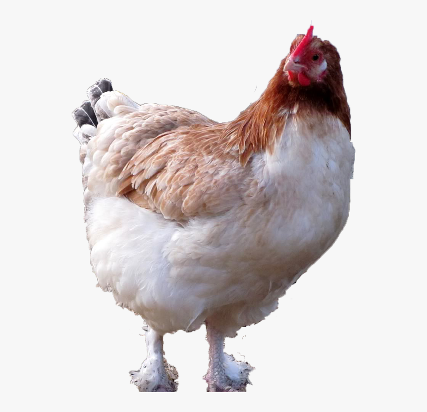 Blue Wheaten Maran Hen, HD Png Download