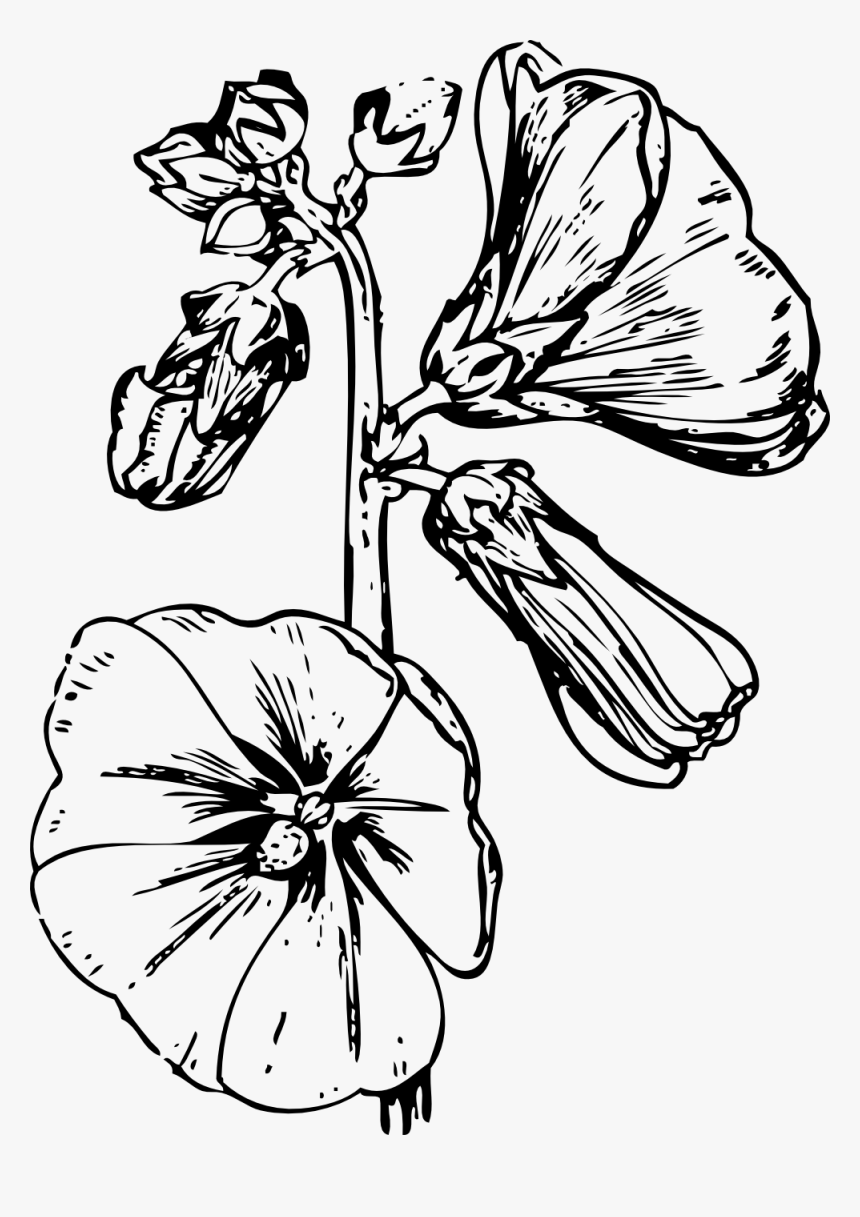 Hollyhock Flower Drawings, HD Png Download
