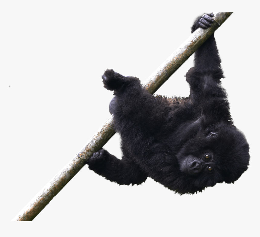 Siamang, HD Png Download