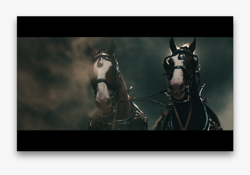 Stallion, HD Png Download