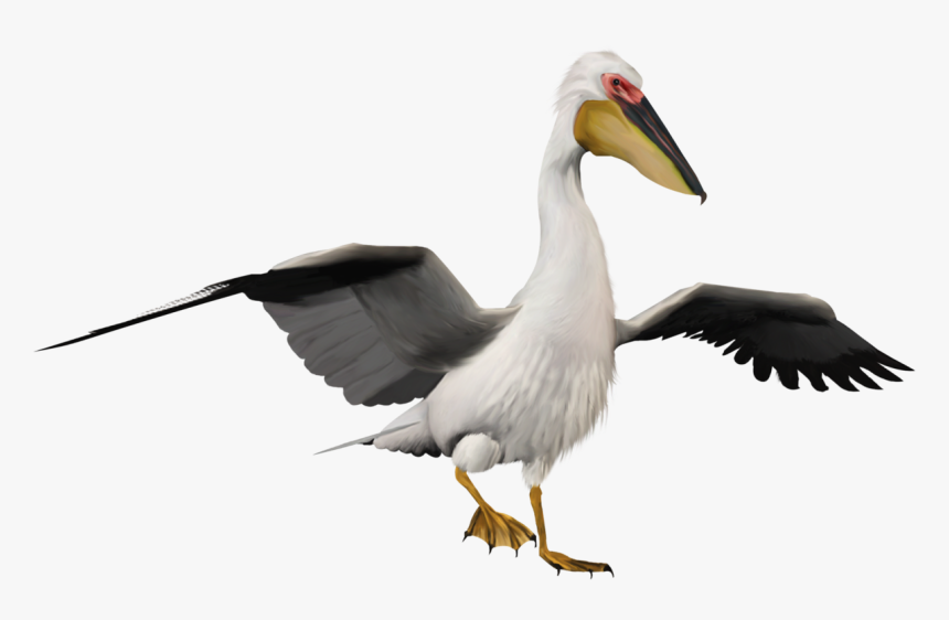 Pelican Png, Transparent Png