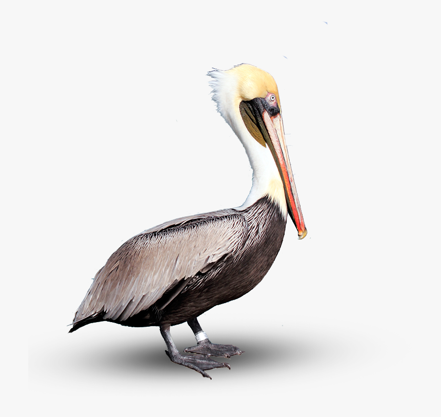 Pelican Png Download Image - Brown Pelican Png, Transparent Png