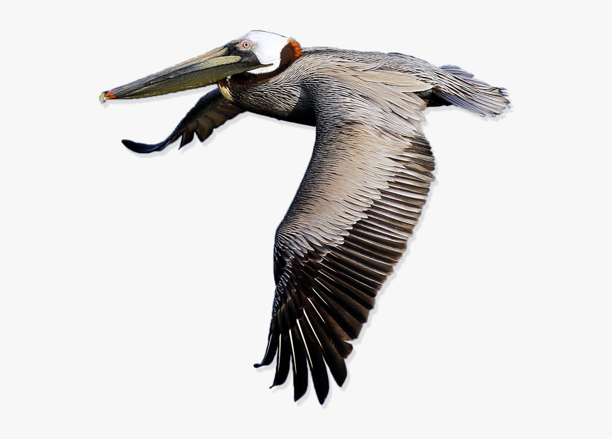 Download Pelican Free Png Image - Transparent Pelican, Png Download
