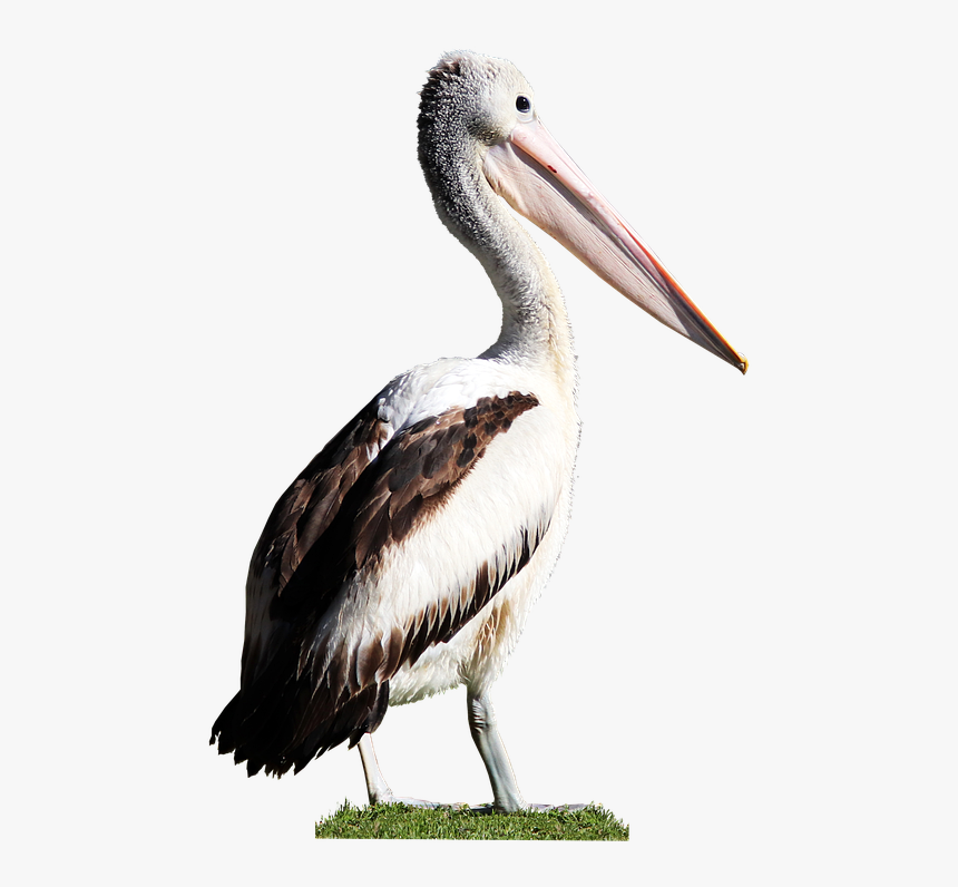 Bird, Pelican, Beak, Feathers, Wildlife, Cut Out - Water Bird, HD Png Download