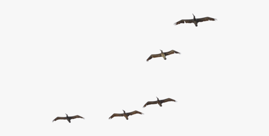 Flying Pelican Transparent Image - Pelican Flying Png, Png Download
