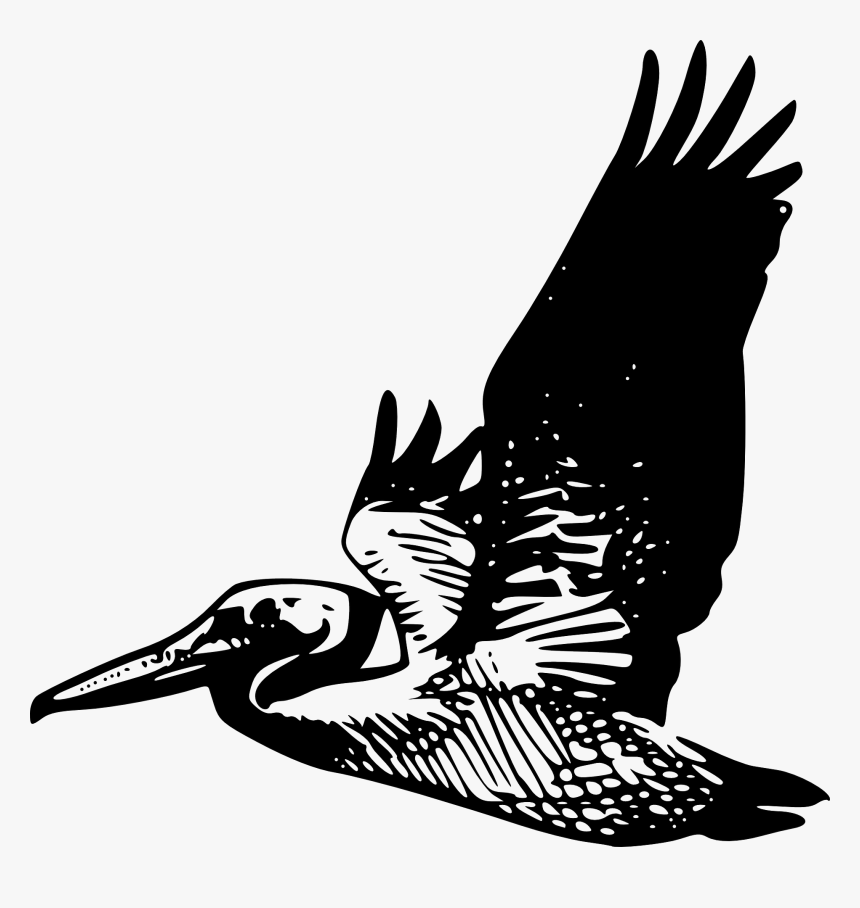 Flying Pelican Svg Clip Arts - Clipart Pelican Flying, HD Png Download