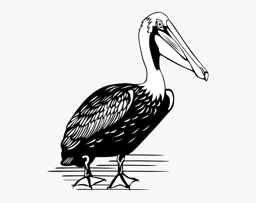 Pelican Png Clip Arts - Color Is A Pelican, Transparent Png