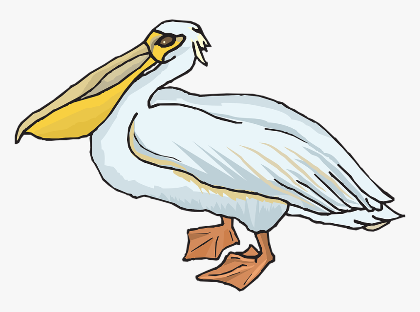 Pelican Png Transparent Images - Pelican Clipart Png, Png Download
