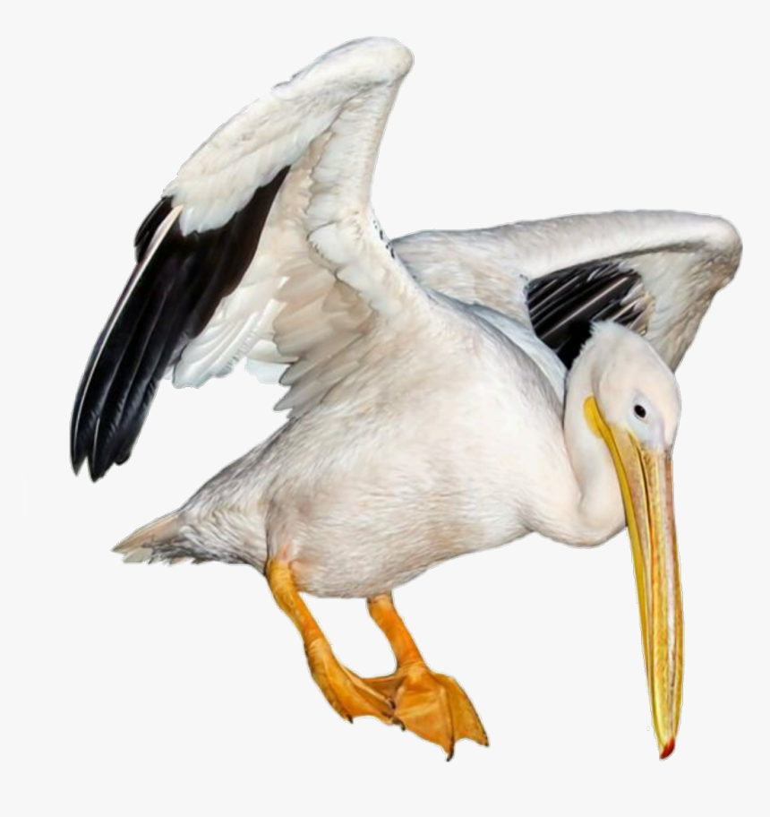 Transparent Pelican Png - Moodboard Filler Drawing Png Polyvore, Png Download