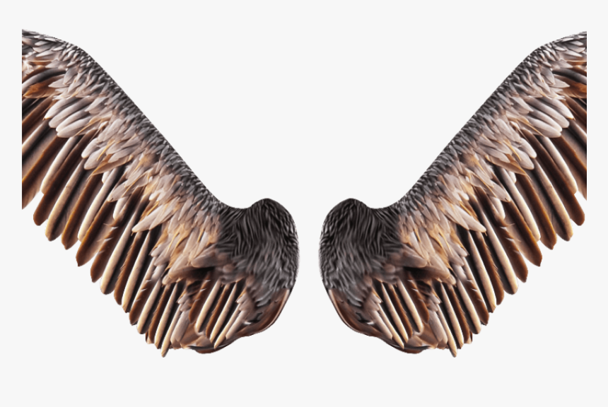 Realistic Bird Wings Png Free Stock Image - Bird Wings Transparent Background, Png Download