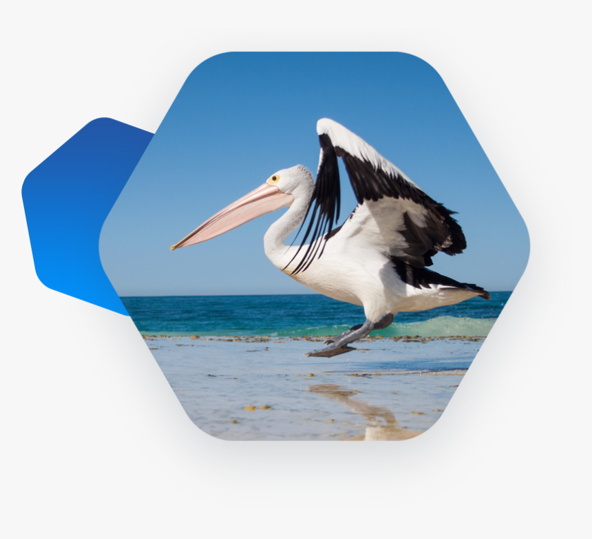 Brown Pelican, HD Png Download