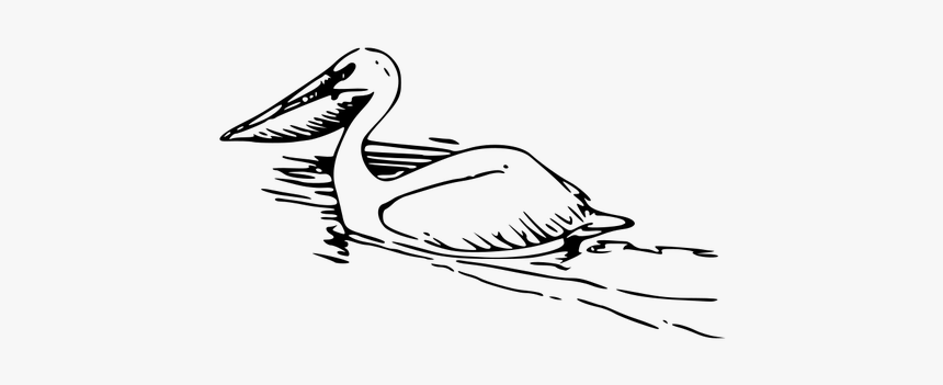 Pelican Vector Image - Pelicans Clipart, HD Png Download
