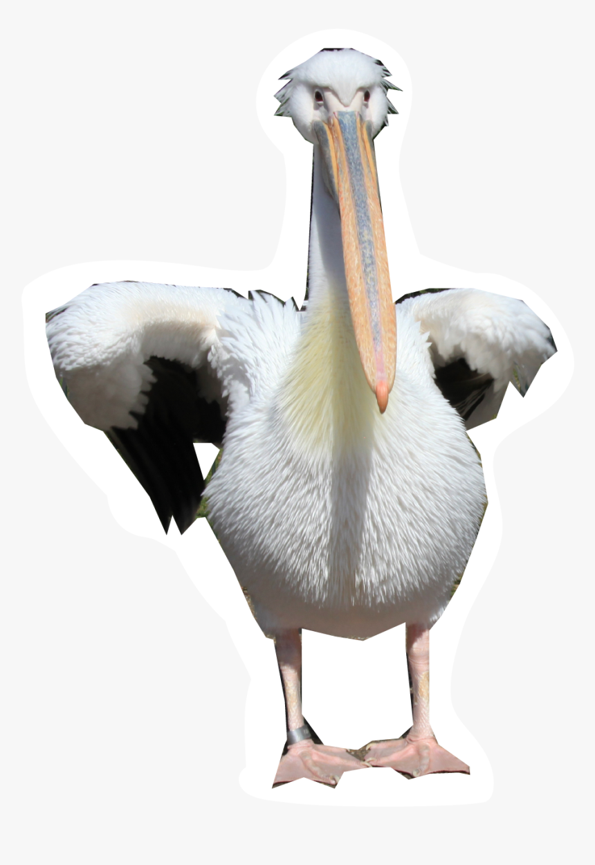 Pelicans Walking, HD Png Download