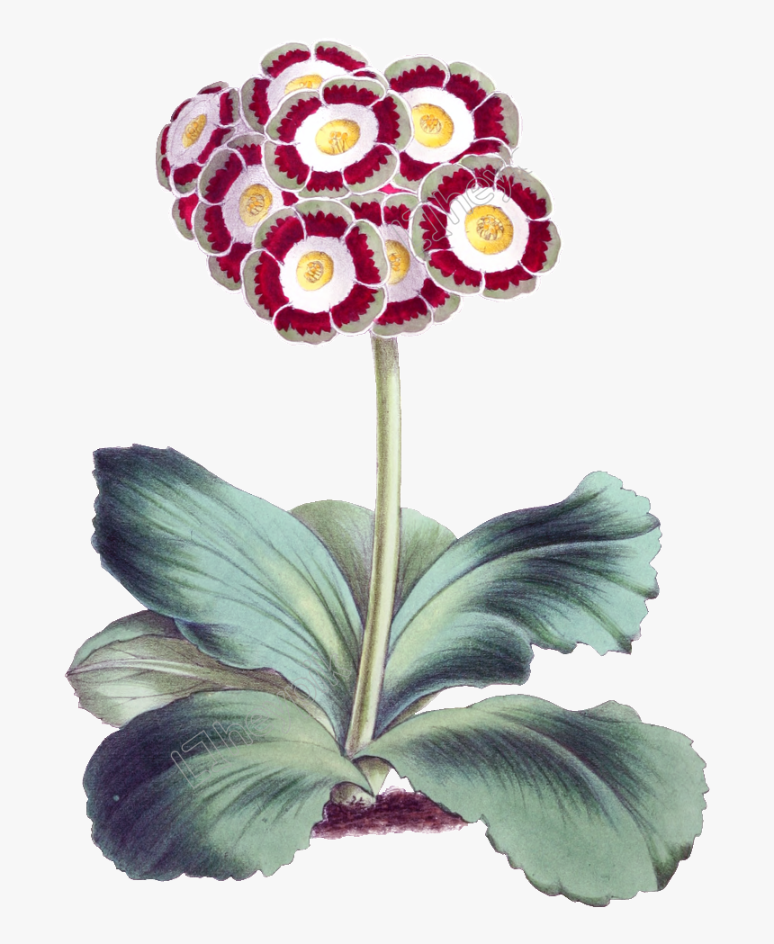 Spring Flowers Vector Png - Bear's Ear, Transparent Png