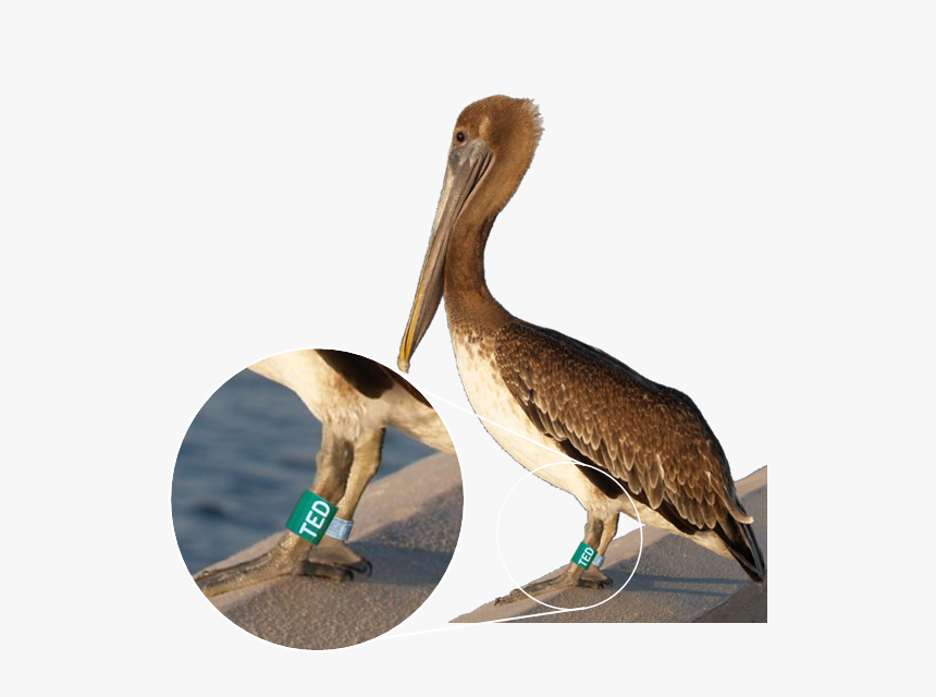 Banded Pelican, HD Png Download