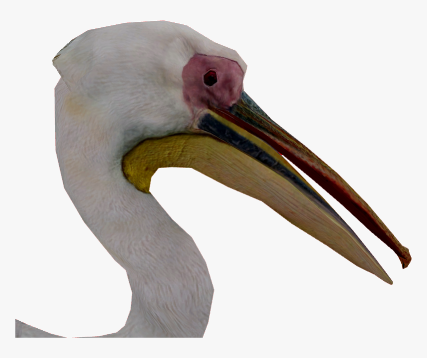 Transparent Pelican Png - Ciconiiformes, Png Download