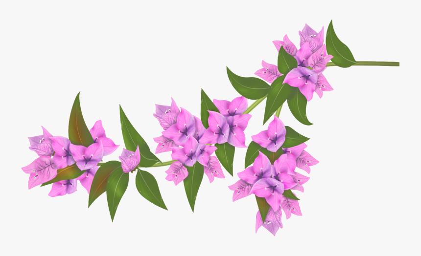 Bougainvillea Flower Png, Transparent Png