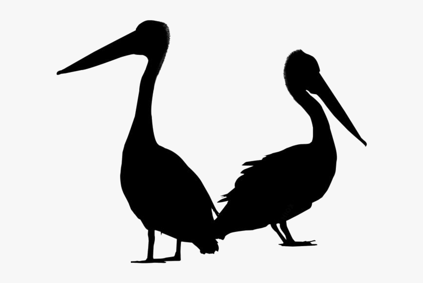 Pelican Png Transparent Images - Turkey, Png Download