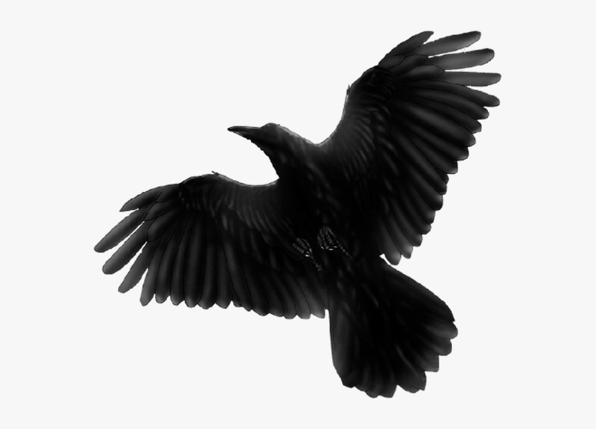 Black Bird Flying Png , Png Download - Blackbird Fat Freddys Drop, Transparent Png