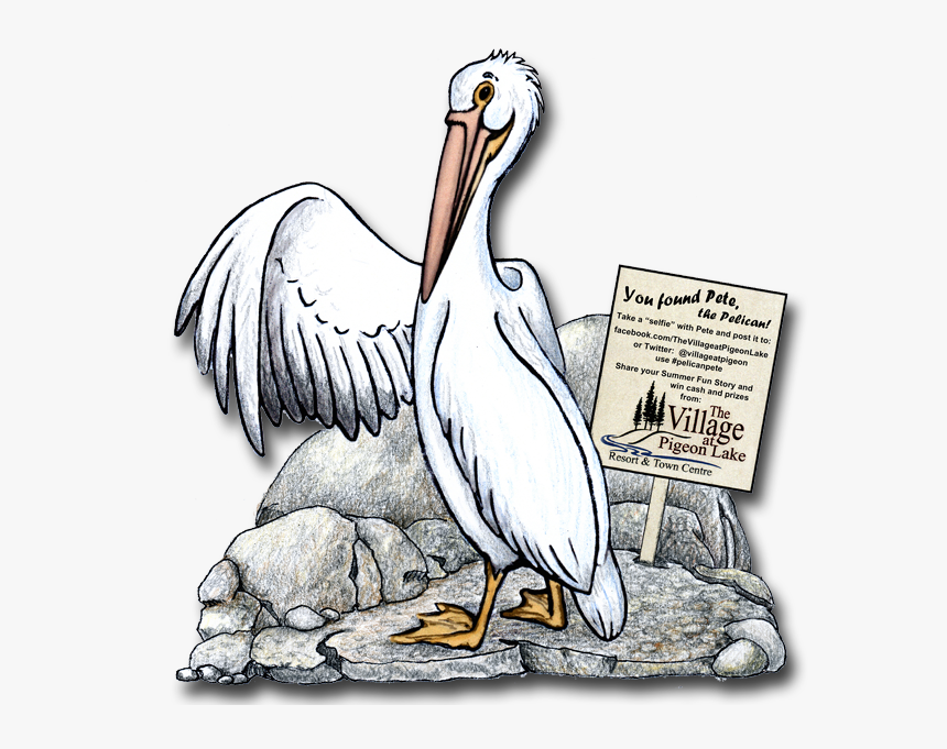 Pete The Pelican - White Pelican, HD Png Download
