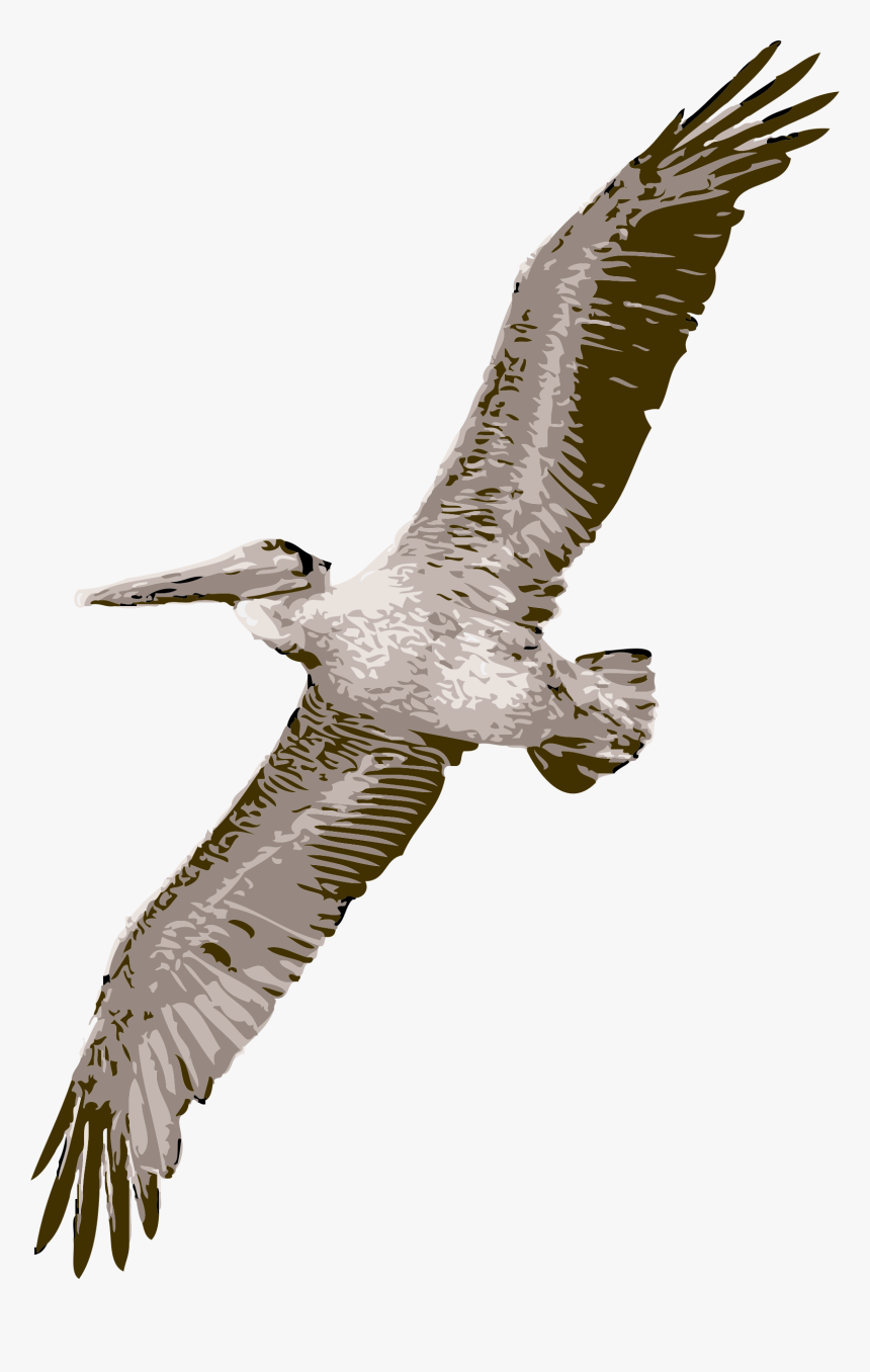 Pelican - Flying Big Bird Png, Transparent Png