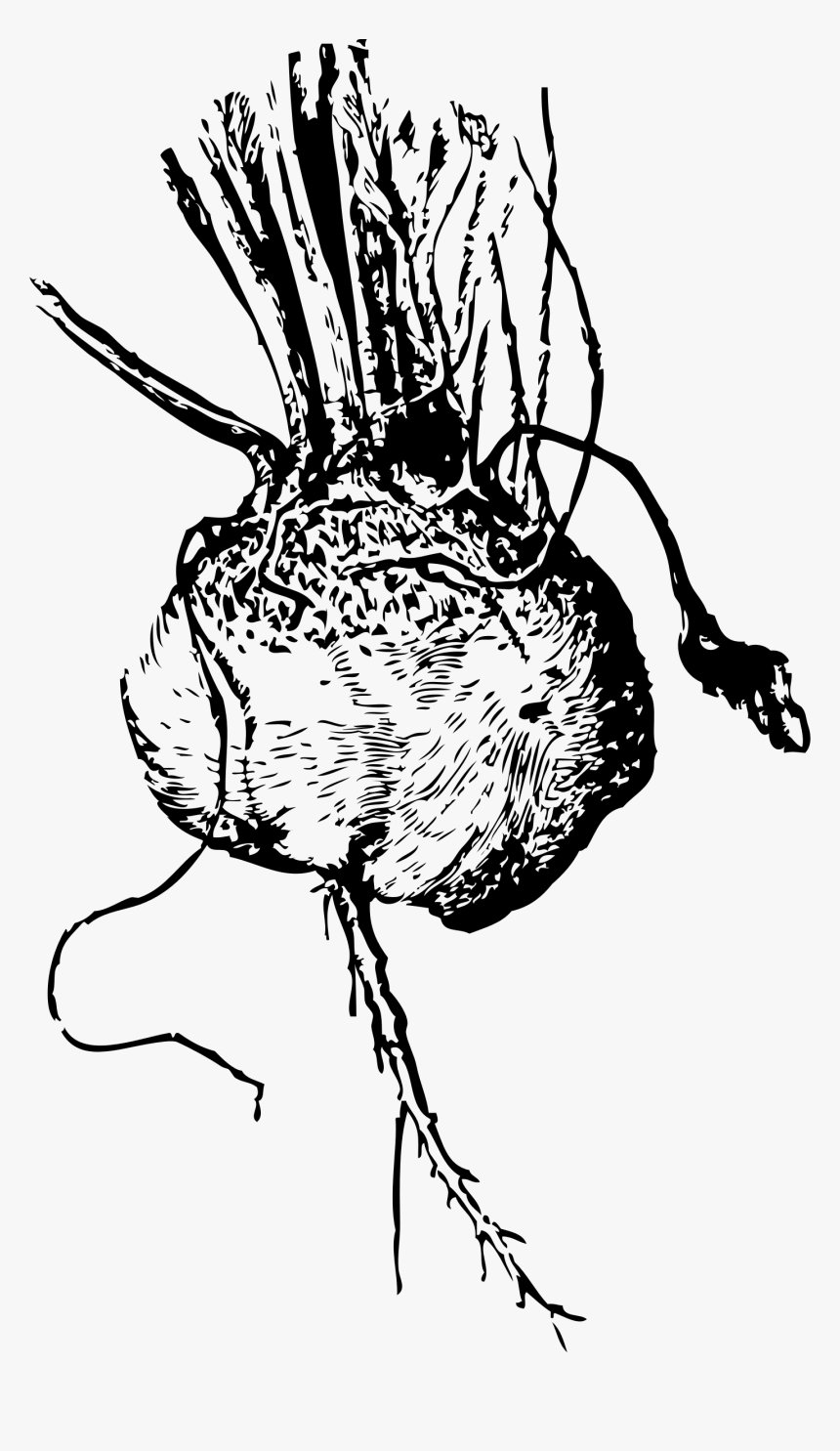 Turnip Beet Clip Arts - Vector Black And White Beetroot, HD Png Download