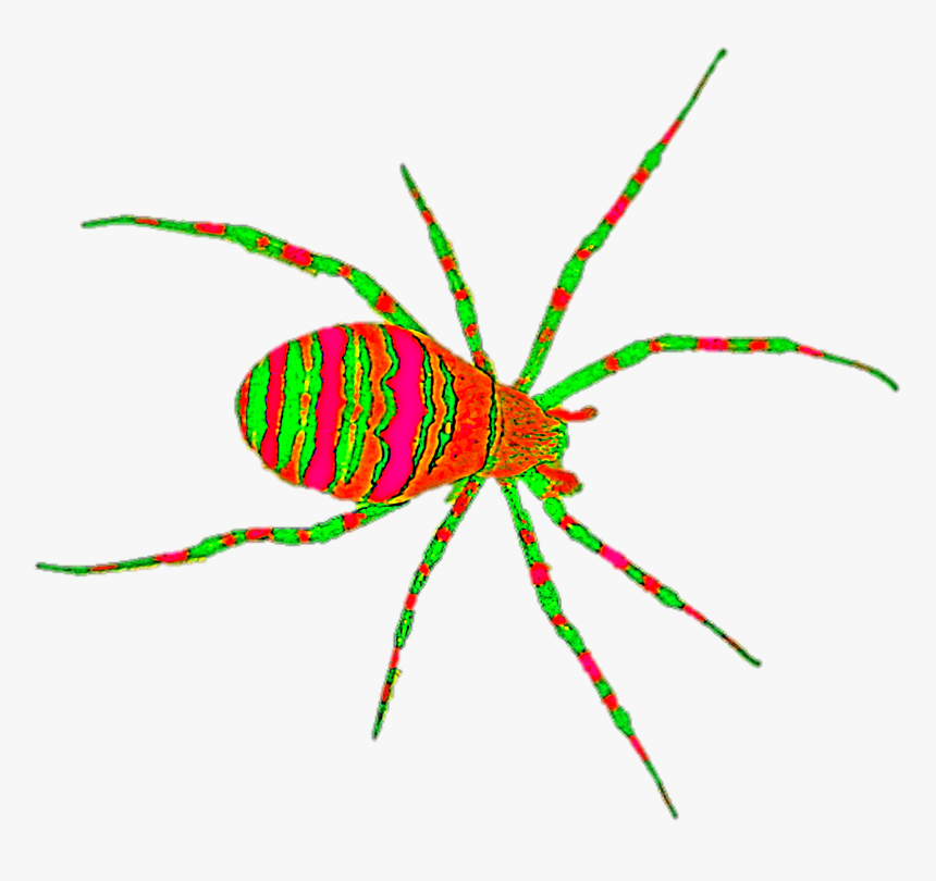 Orb-weaver Spider, HD Png Download