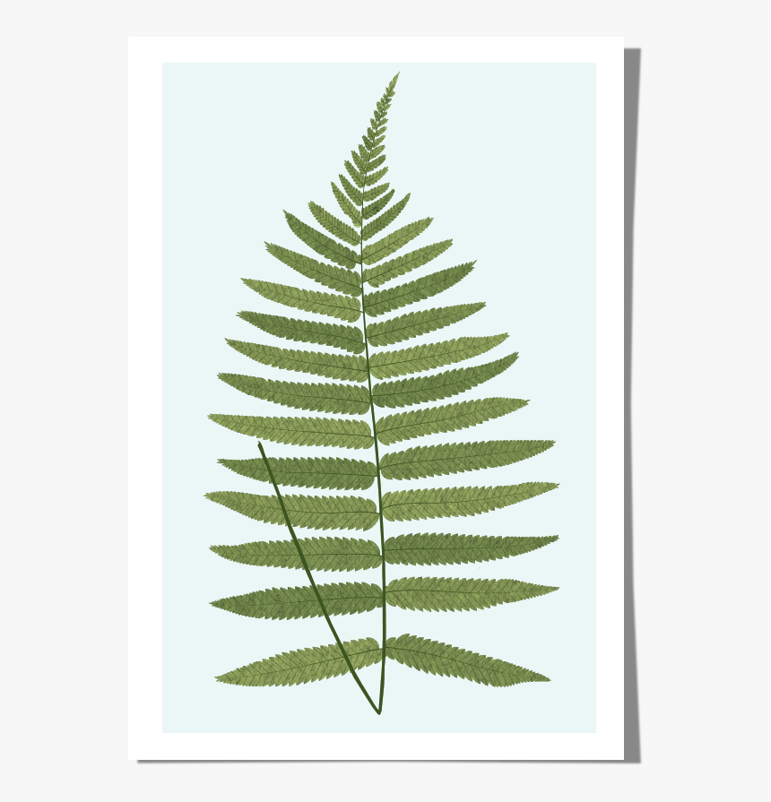 Rkr Print-fern - Ostrich Fern, HD Png Download