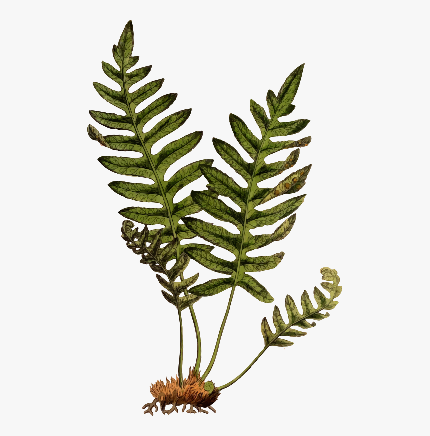 Polypodium Vulgare - Lady Fern On Rock Clipart, HD Png Download