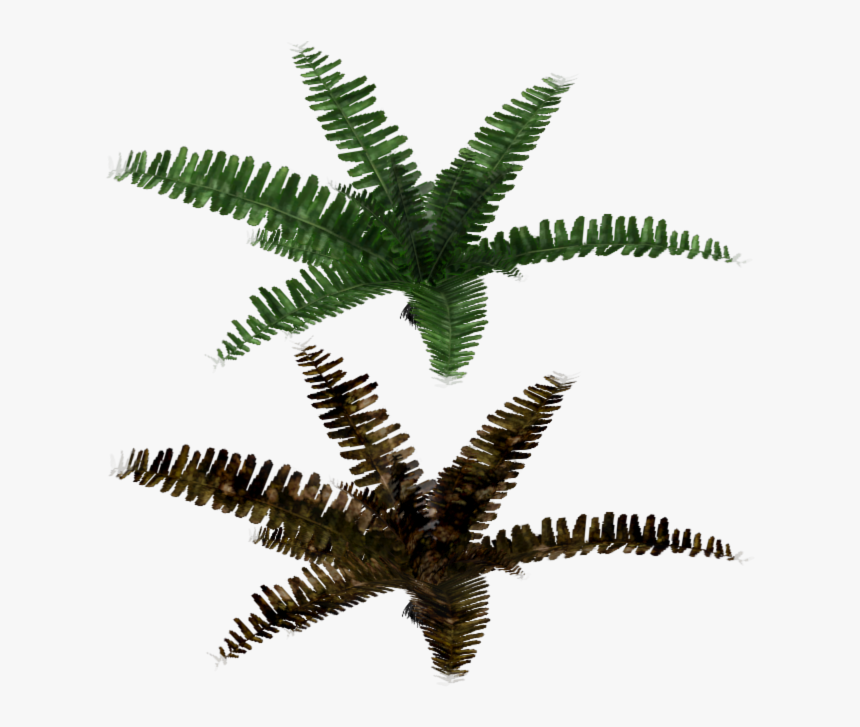 Fir, HD Png Download