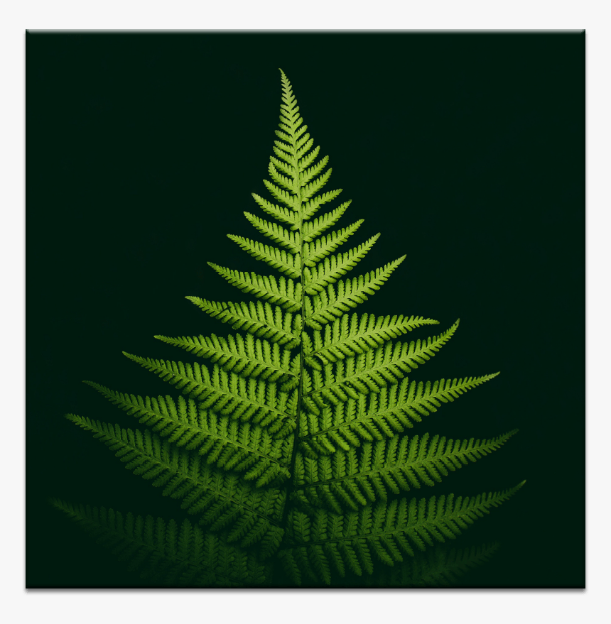 Pyramid Fern - Green Leaf Background For Iphone, HD Png Download