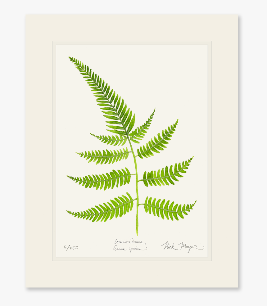 Painted Fern Print - Fern, HD Png Download