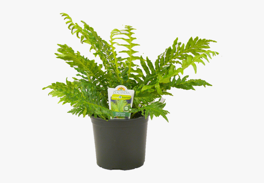 Flowerpot, HD Png Download